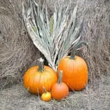 Mr. Gourdman's Pumpkin Patch photo