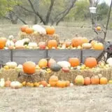 Mr. Gourdman's Pumpkin Patch photo