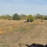 Mr. Gourdman's Pumpkin Patch photo