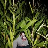 Sigurd Maze photo