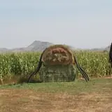Sigurd Maze photo