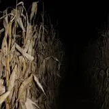 Sigurd Maze photo