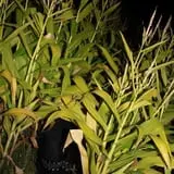 Sigurd Maze photo