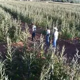 Sigurd Maze photo
