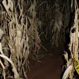 Sigurd Maze photo