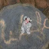 Sigurd Maze photo