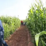 Sigurd Maze photo