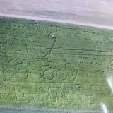 Sigurd Maze photo