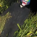Sigurd Maze photo