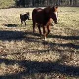 Whitaker Farms photo