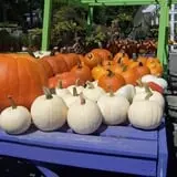 Whitaker Farms photo