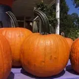 Whitaker Farms photo