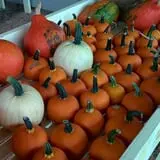 Whitaker Farms photo