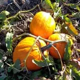 Whitaker Farms photo