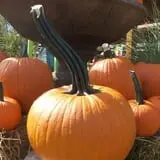 Whitaker Farms photo
