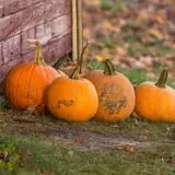 Halloween at Schumacher Farm photo