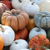 The Cooper Trooper Foundation Pumpkin Patch photo
