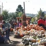The Cooper Trooper Foundation Pumpkin Patch photo