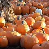 The Cooper Trooper Foundation Pumpkin Patch photo