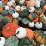The Cooper Trooper Foundation Pumpkin Patch photo
