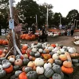 The Cooper Trooper Foundation Pumpkin Patch photo