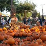 The Cooper Trooper Foundation Pumpkin Patch photo