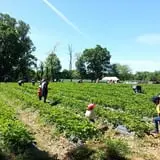 Wemrock Orchards Pumpkin Patch & Corn Maze photo