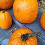 Wemrock Orchards Pumpkin Patch & Corn Maze photo