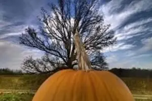 Pick-Your-Own Pumpkins at Jacquemin Farms