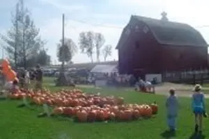 Schuster's Pumpkin Patch & Corn Maze