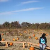 Schuster's Pumpkin Patch & Corn Maze photo