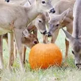 West Virginia Pumpkin Festival photo