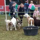 West Virginia Pumpkin Festival photo