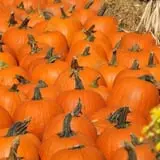 West Virginia Pumpkin Festival photo
