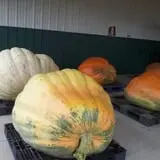 West Virginia Pumpkin Festival photo