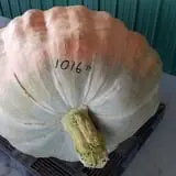 West Virginia Pumpkin Festival photo