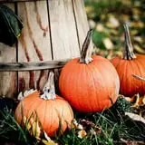 Alyson's Orchard Pumpkin Patch & Wagon Rides photo