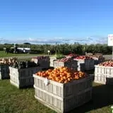 Alyson's Orchard Pumpkin Patch & Wagon Rides photo