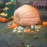 Alyson's Orchard Pumpkin Patch & Wagon Rides photo