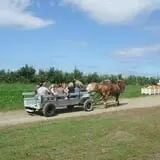 Alyson's Orchard Pumpkin Patch & Wagon Rides photo