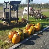 Alyson's Orchard Pumpkin Patch & Wagon Rides photo