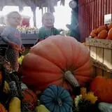 Alyson's Orchard Pumpkin Patch & Wagon Rides photo