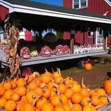 Alyson's Orchard Pumpkin Patch & Wagon Rides photo