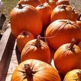 Alyson's Orchard Pumpkin Patch & Wagon Rides photo