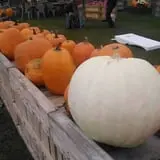 Alyson's Orchard Pumpkin Patch & Wagon Rides photo