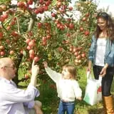 Alyson's Orchard Pumpkin Patch & Wagon Rides photo