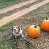 Karabin Farms PYO Pumpkin Patch photo