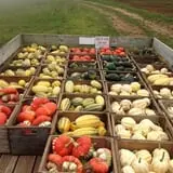 Karabin Farms PYO Pumpkin Patch photo