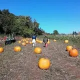 Karabin Farms PYO Pumpkin Patch photo
