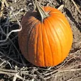 Bart's Farm and Pumpkin Patch photo
